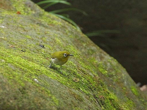 二つの緑(仁王立ち)