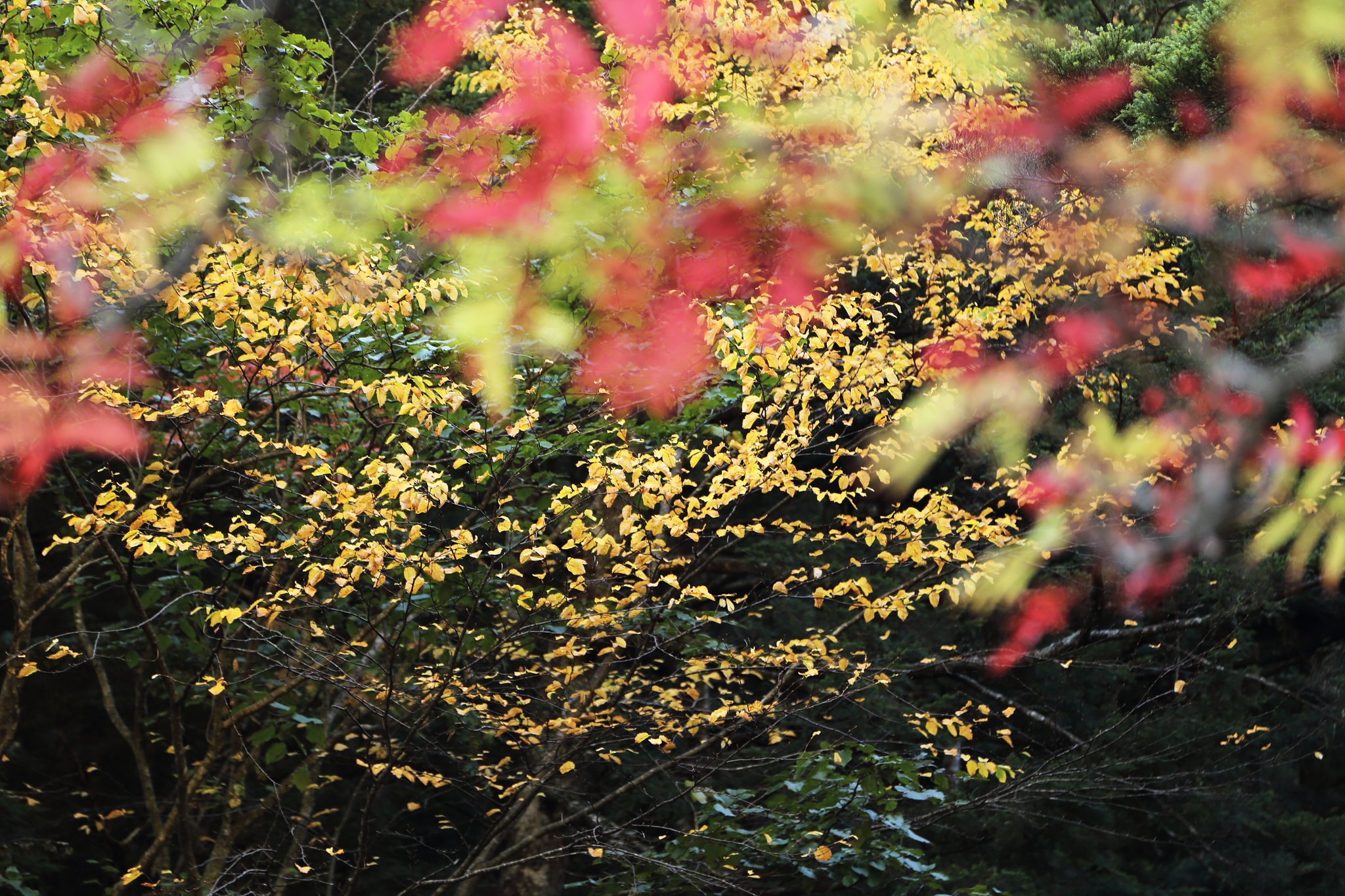 山は秋