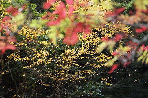 山は秋