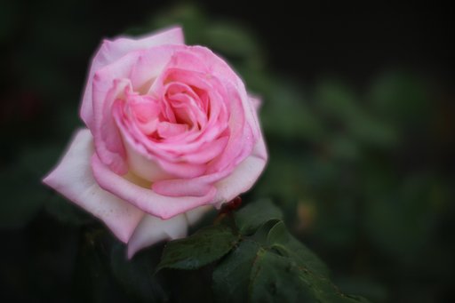 薔薇