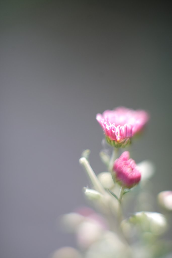 菊