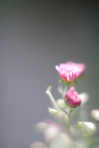 菊