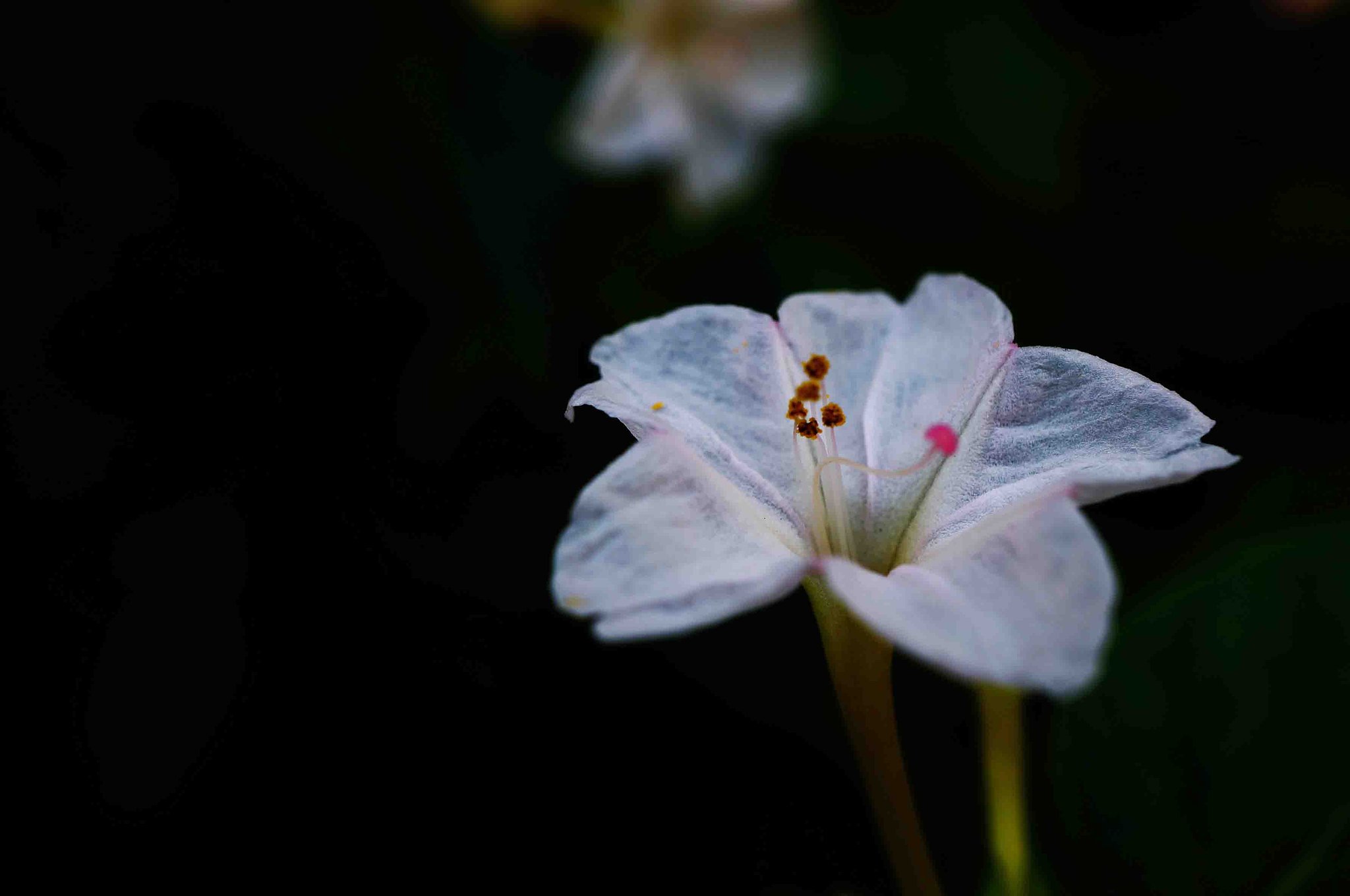 「おしろいの花」