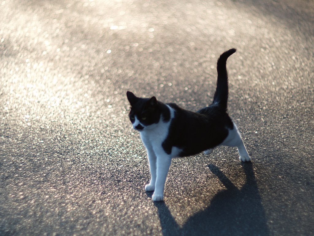 ヘリオス