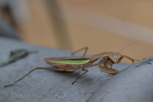 カマキリ