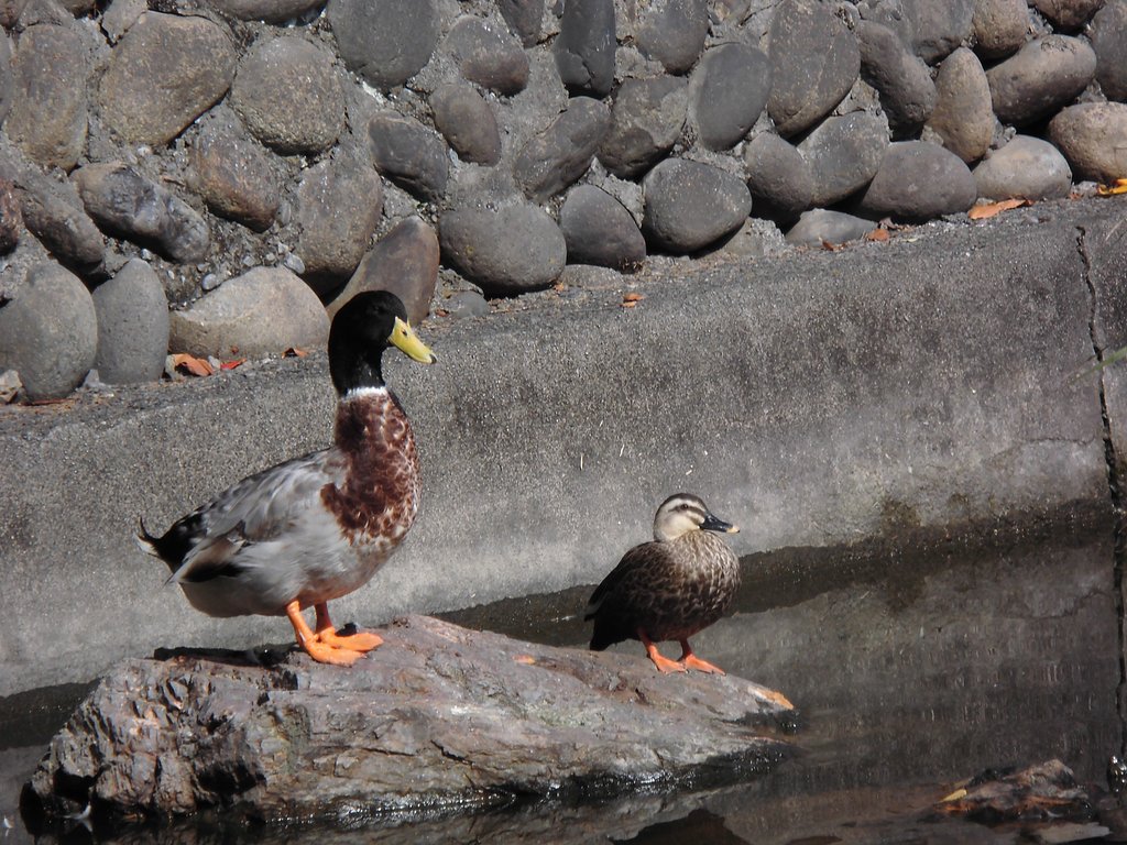 鴨とアヒル