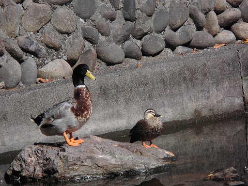 鴨とアヒル