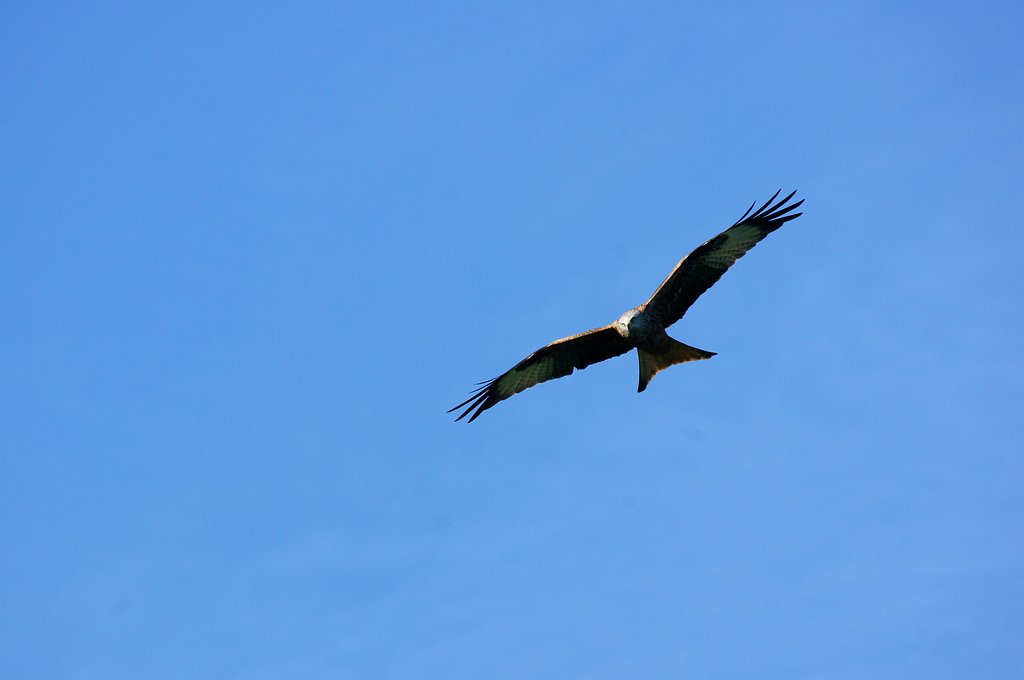 赤鳶参上！