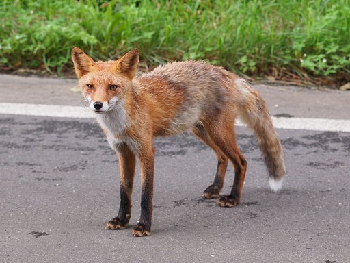 野生の眼差し