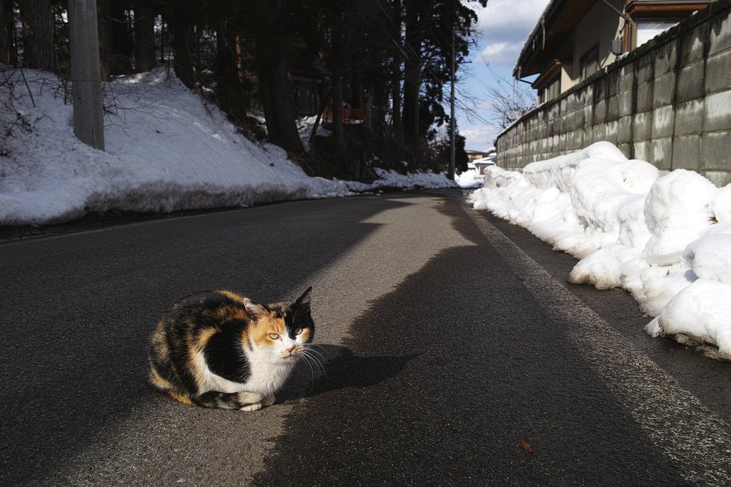 ねこ