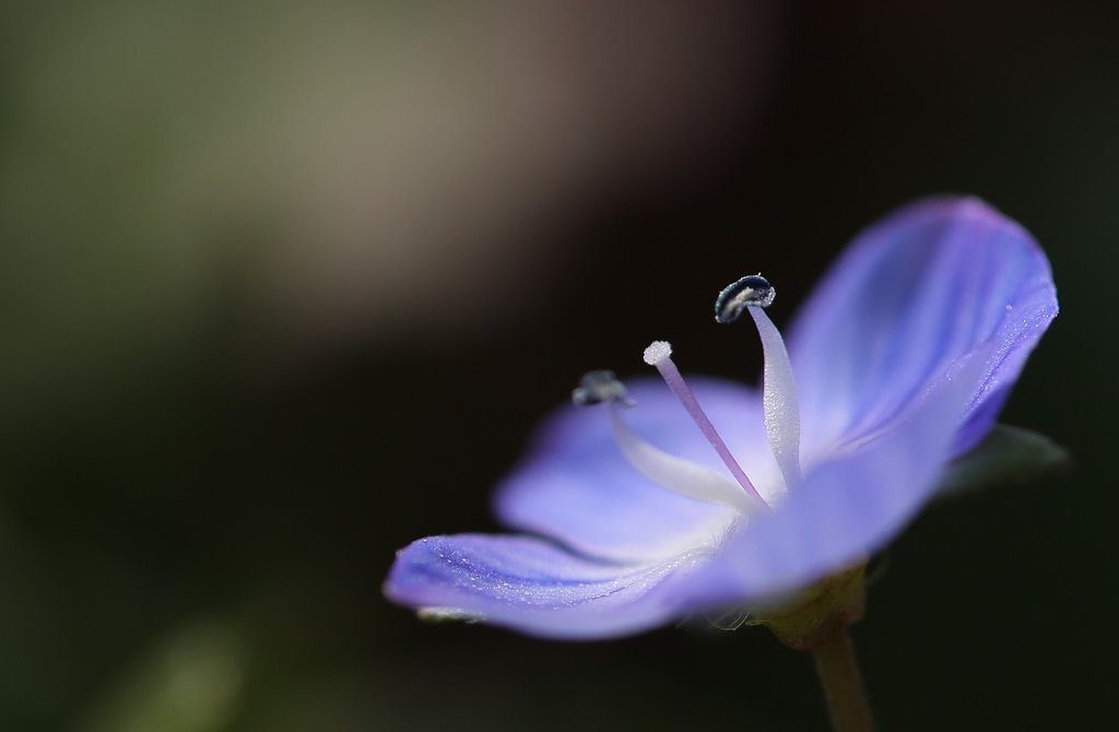 Veronica persica　