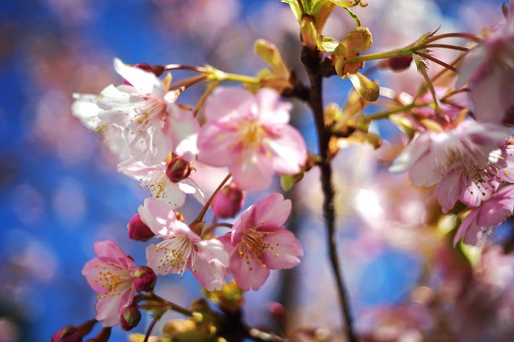 桜が咲いた・・・