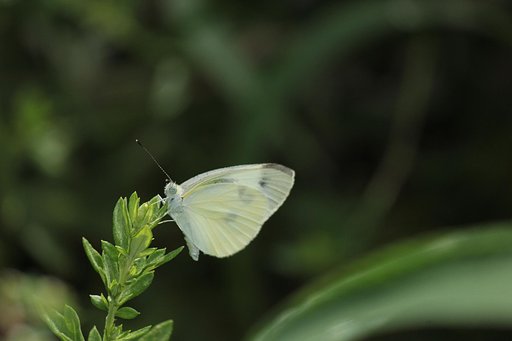 秋のモンシロチョウ