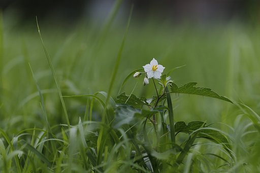 草っ原にて