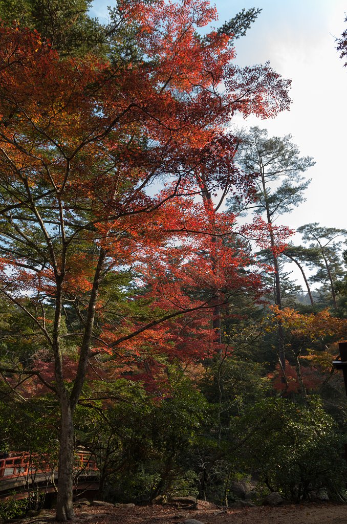 宮島１０