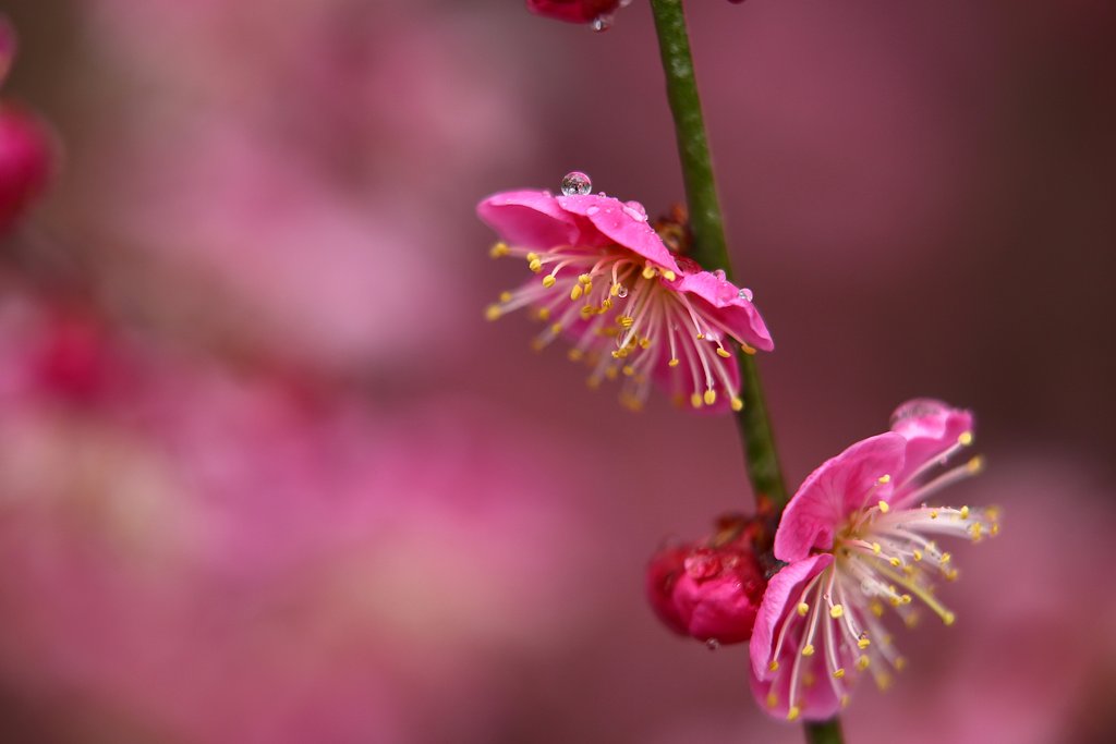 春雨紅梅