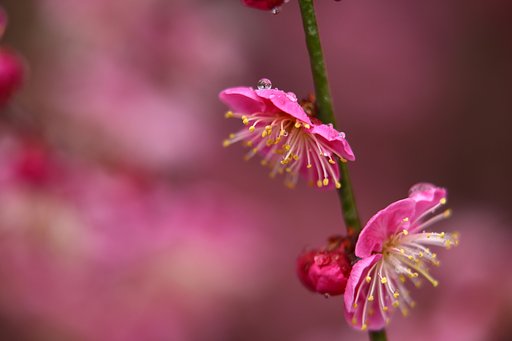 春雨紅梅