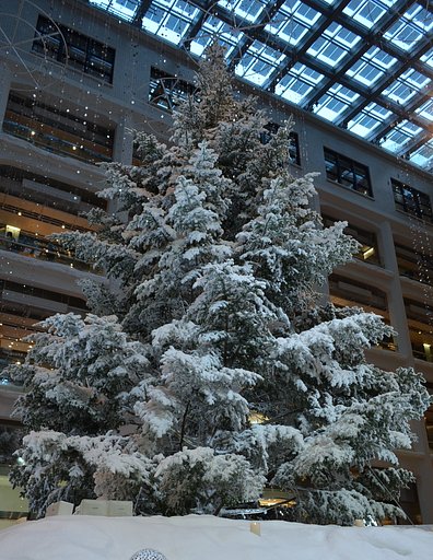KIITE のクリスマスツリー