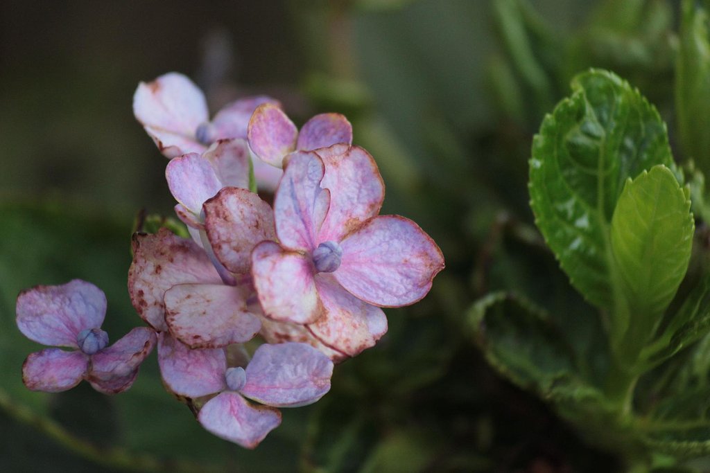 晩夏、草臥れ紫陽花