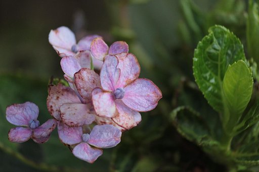 晩夏、草臥れ紫陽花