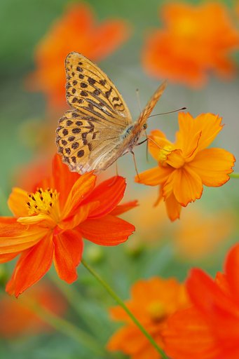 蝶の花渡り