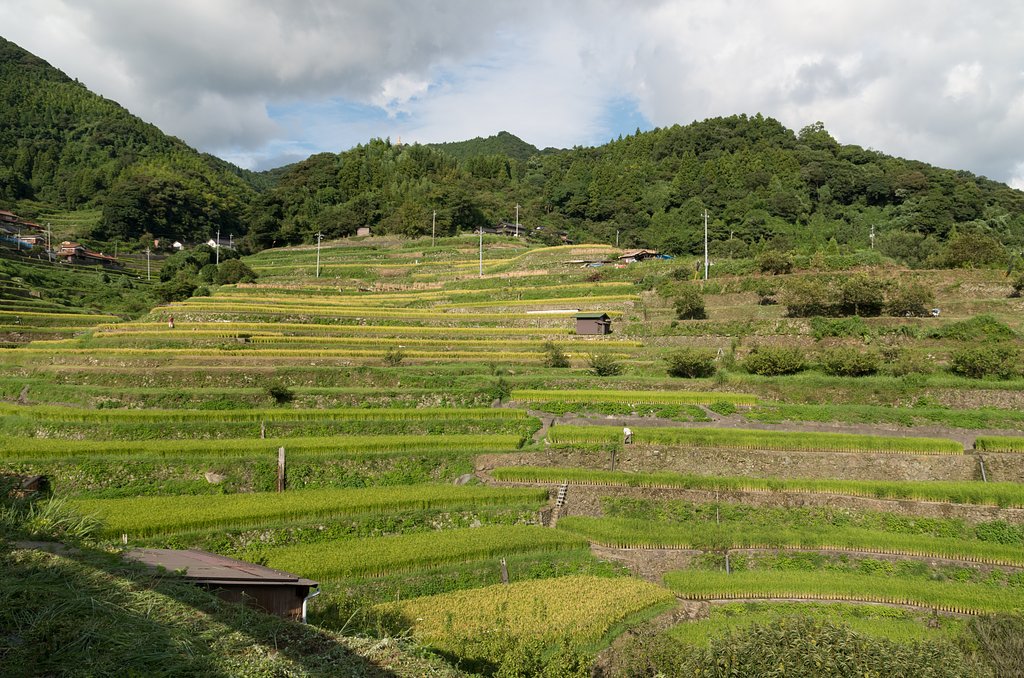 棚田６
