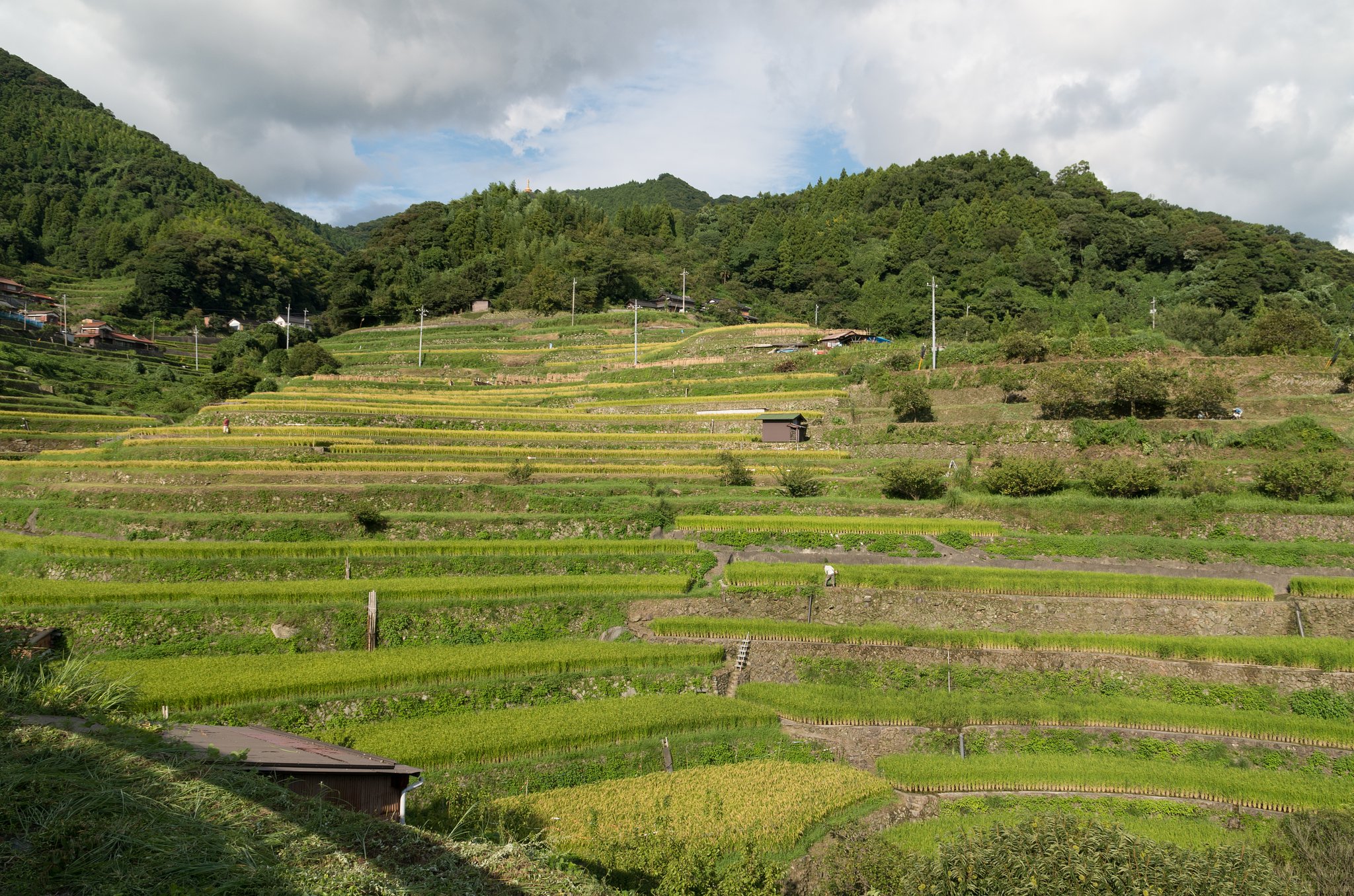 棚田６