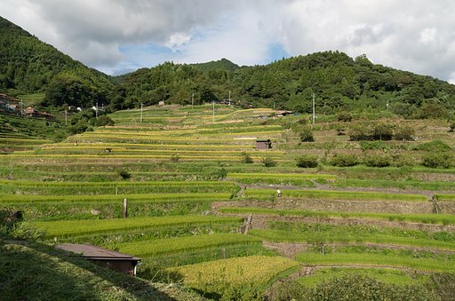 棚田６