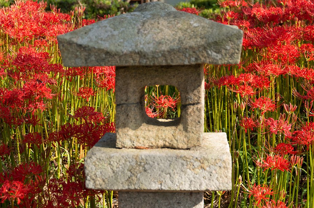 彼岸花４