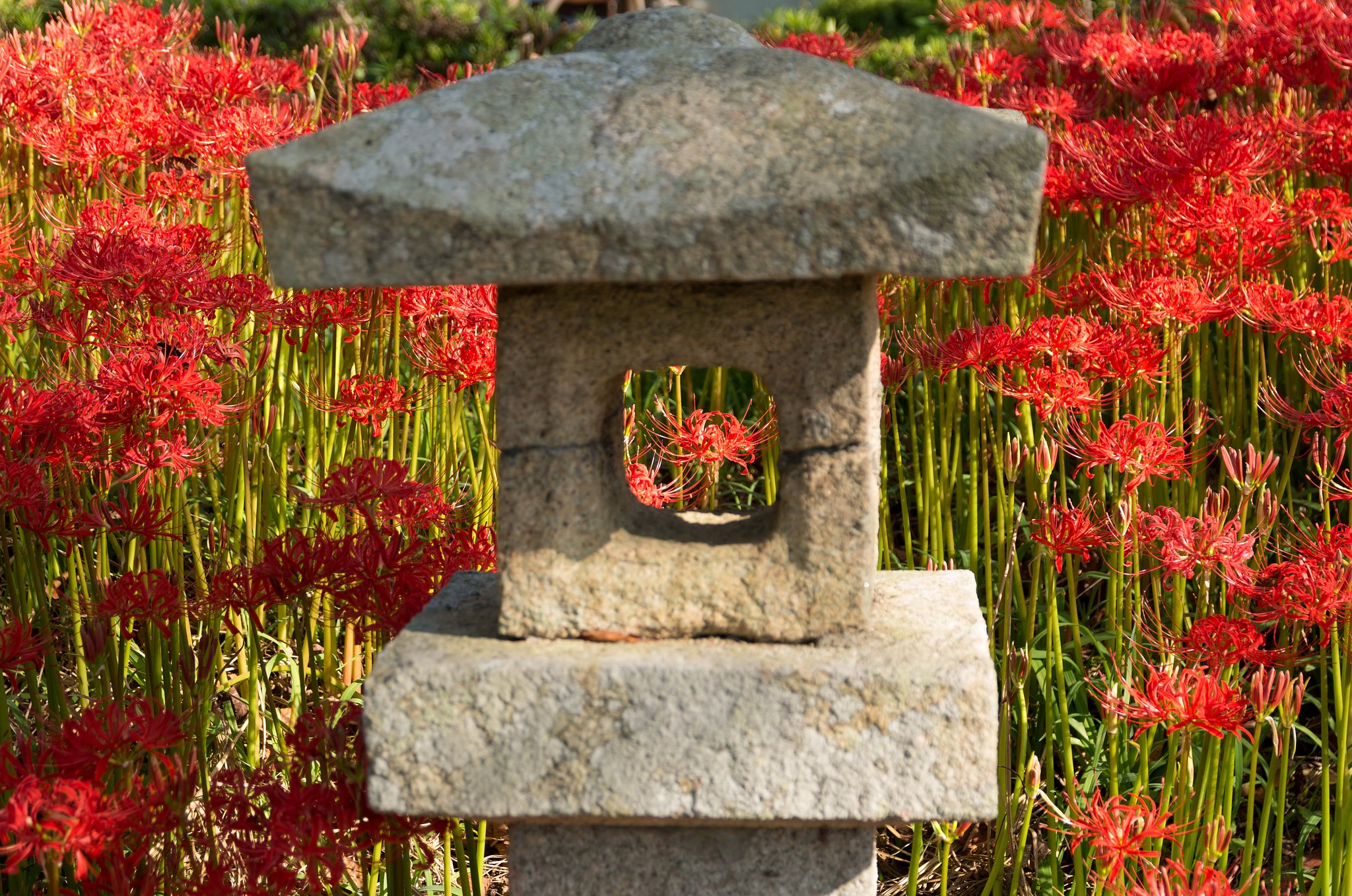 彼岸花４