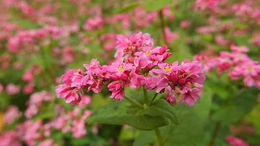 赤蕎麦の花