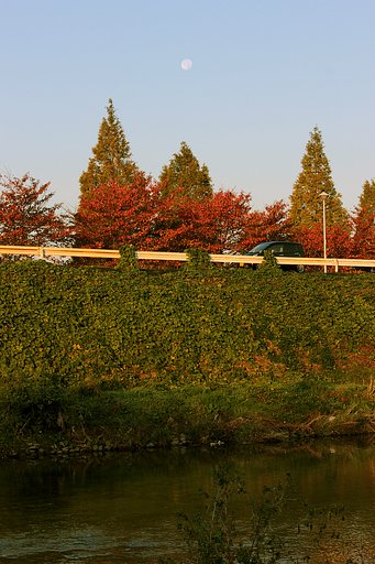 朝月の紅葉