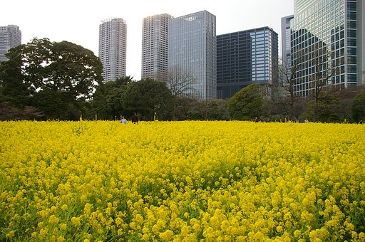 都会の菜の花