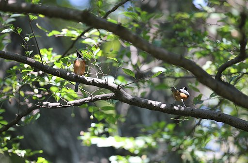 ヤマガラ遊ぶ森
