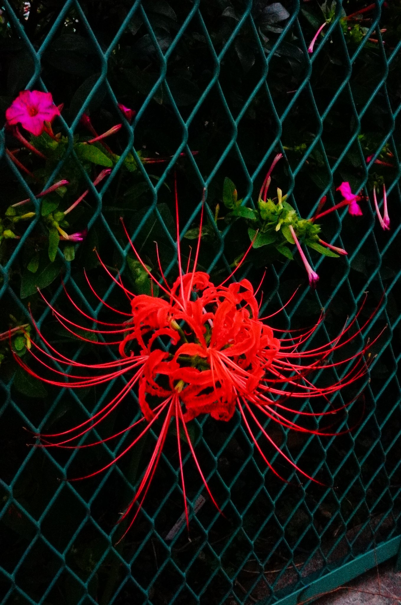 「夕闇に曼珠沙華」