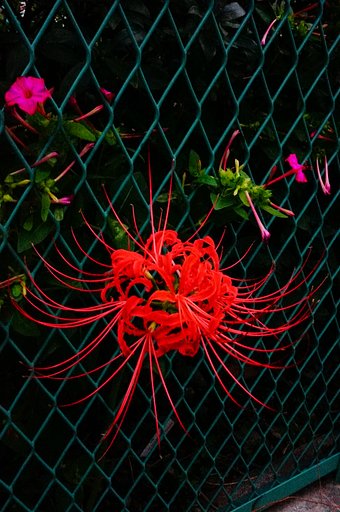 「夕闇に曼珠沙華」