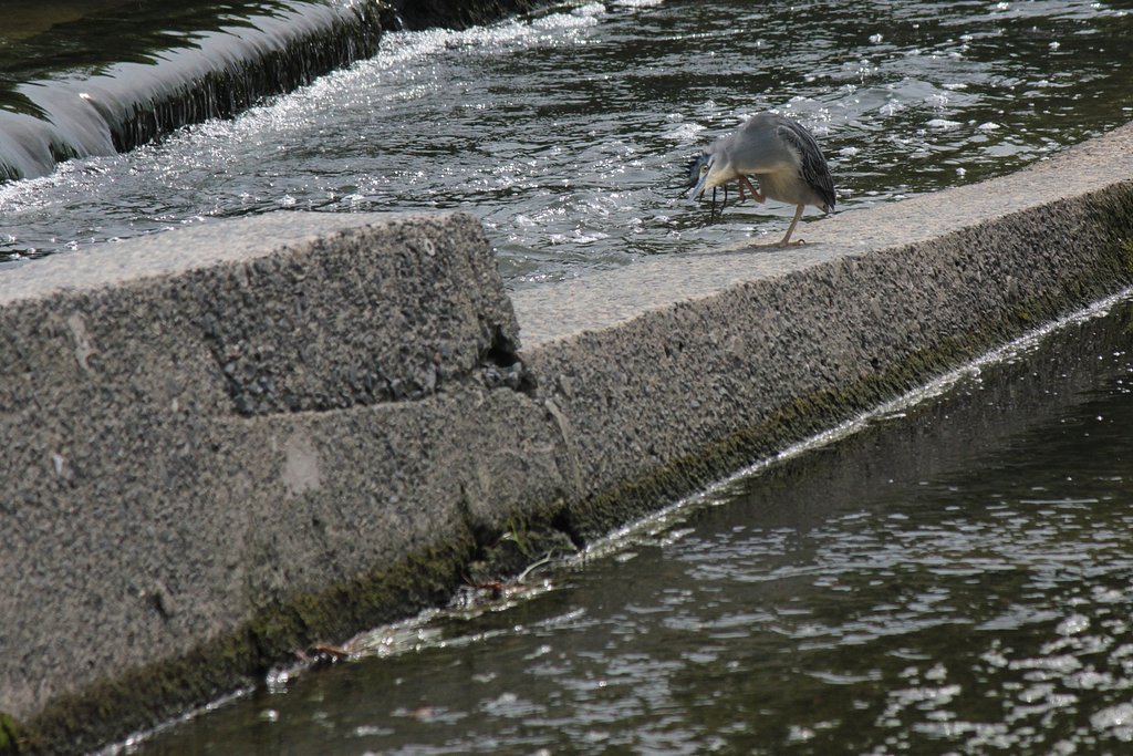 かゆいササゴイ