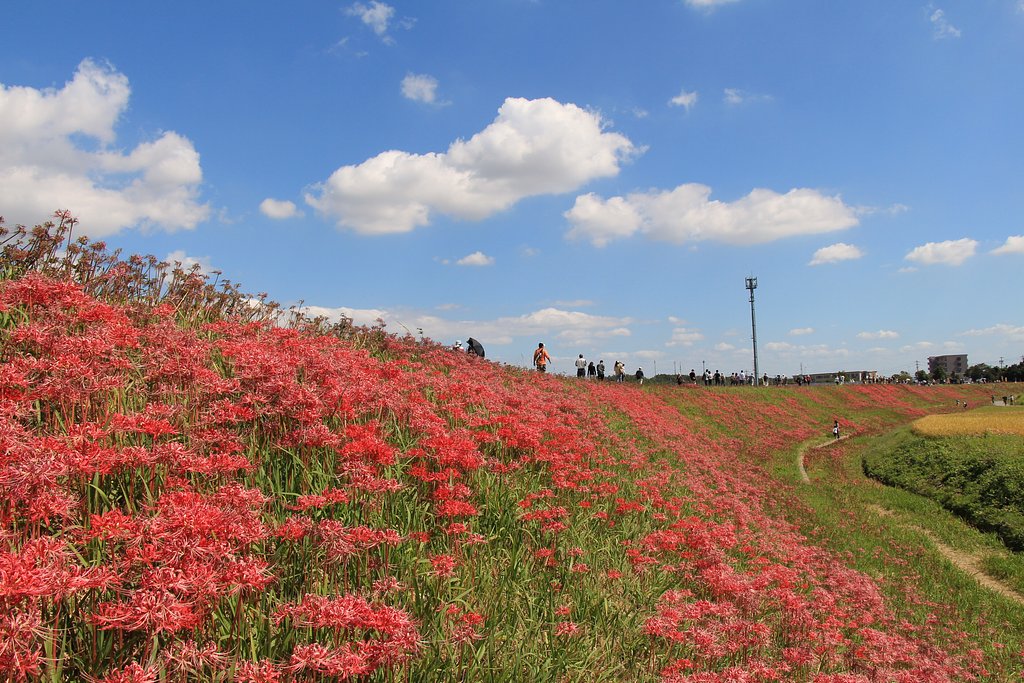 矢勝川の彼岸花