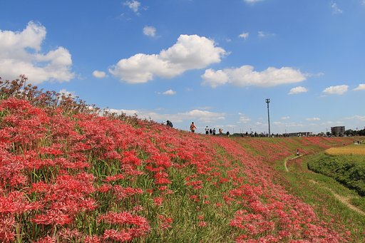 矢勝川の彼岸花