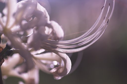 曼珠沙華にタムロンマクロ