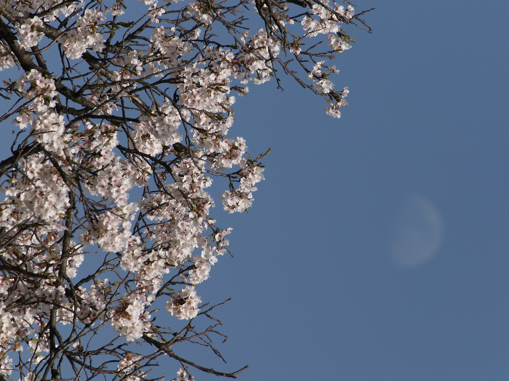 月と桜