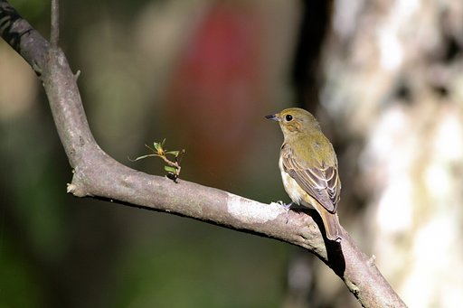 渡りの途中のキビタキ♀