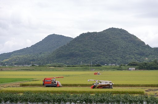 収穫