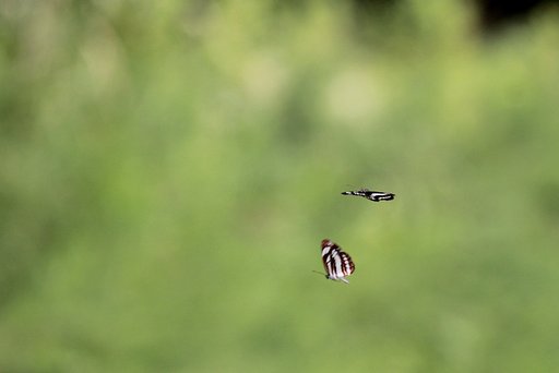 コミスジふたり舞