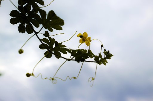 ｺﾞｰﾔの花咲く曇り空
