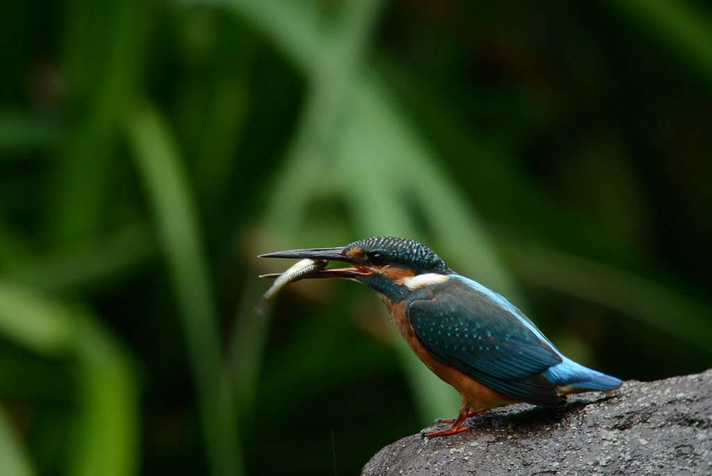 ☆お魚獲ったどぉ～☆
