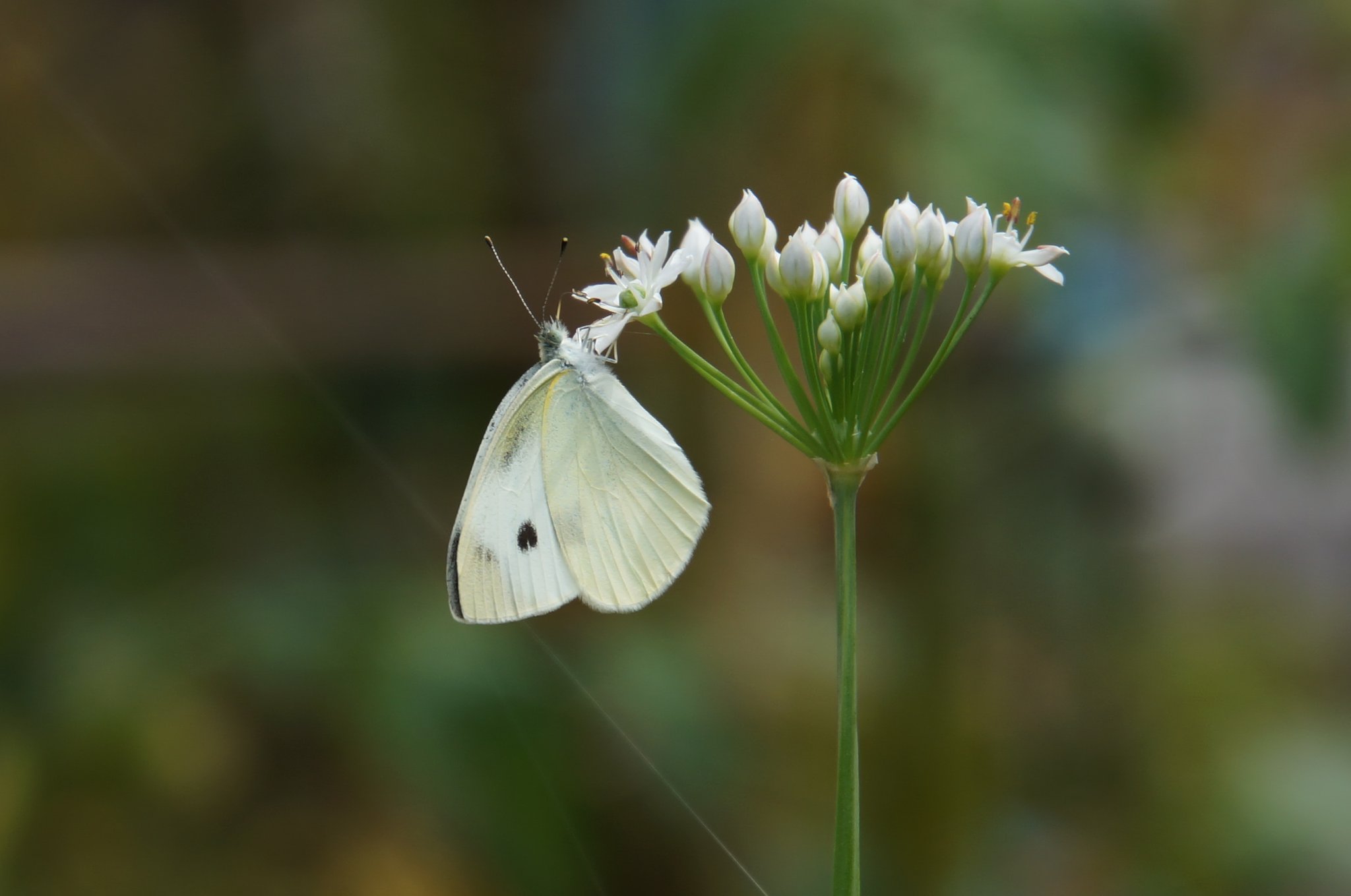 ニラの花にモンシロチョウ