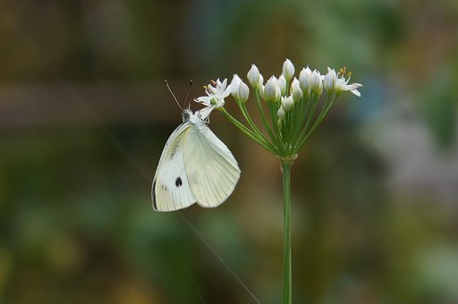 ニラの花にモンシロチョウ