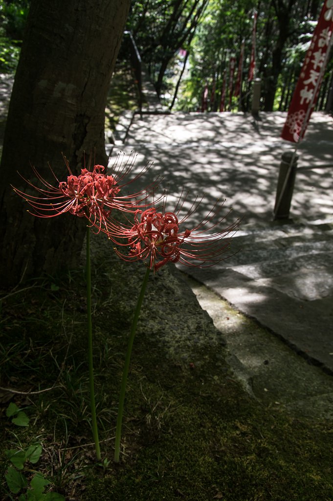 ひっそりと・・・彼岸花