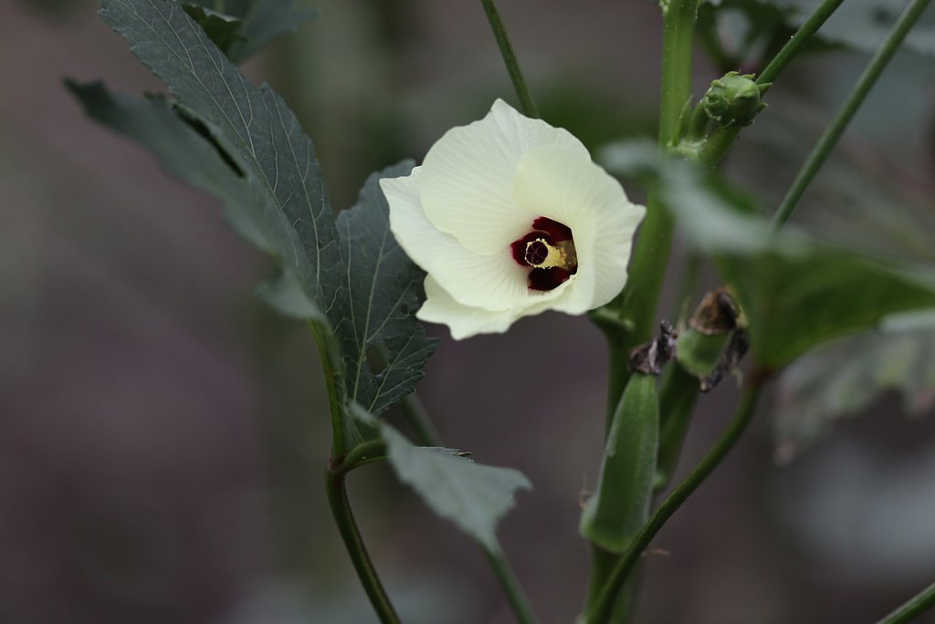 オクラの花